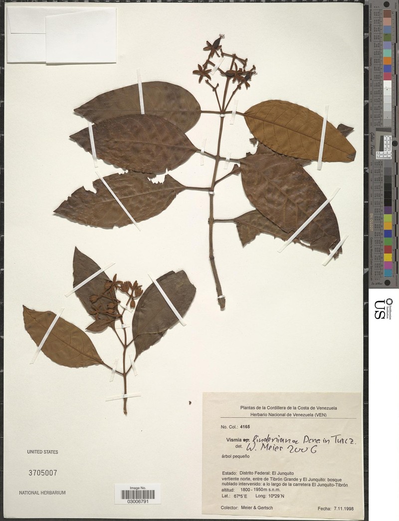 Vismia lindeniana