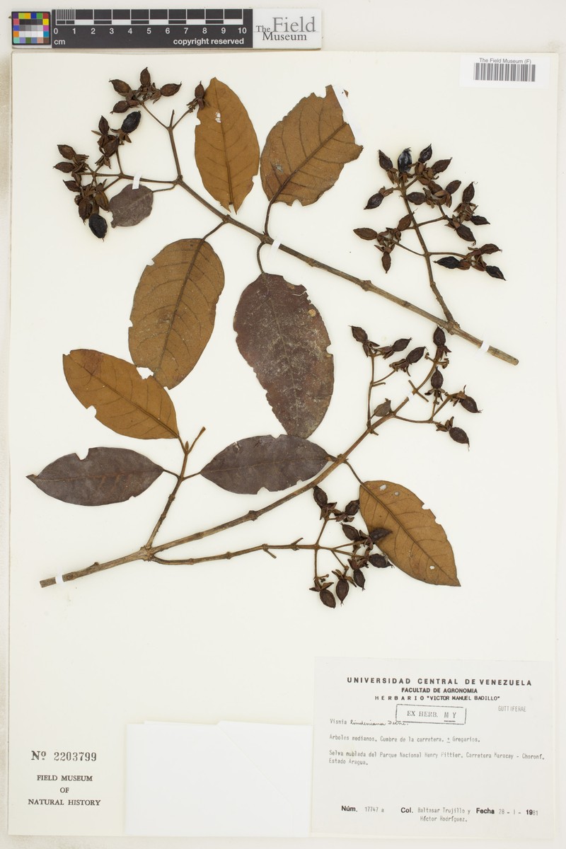 Vismia lindeniana photo 2