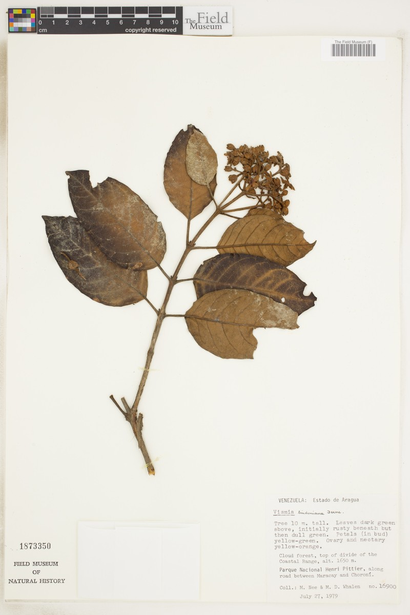 Vismia lindeniana photo 3