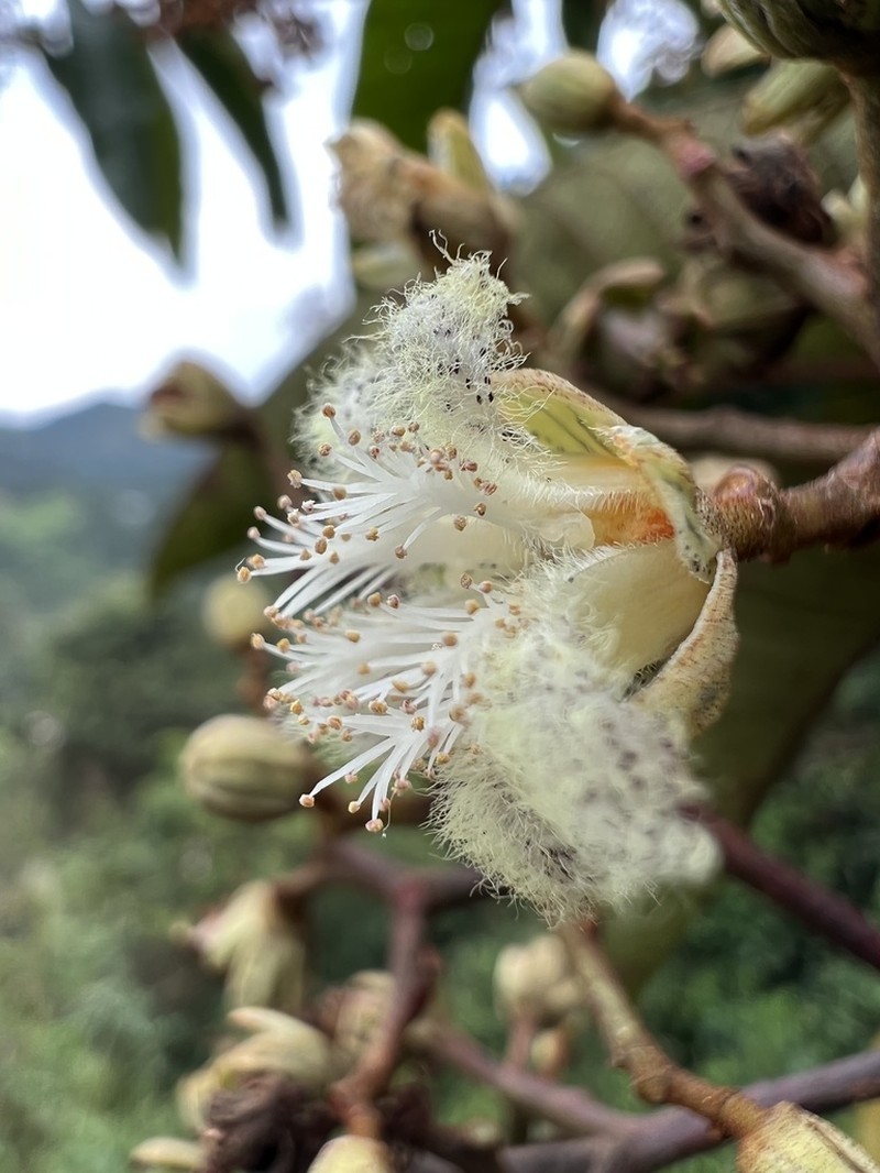 Vismia macrophylla photo 2