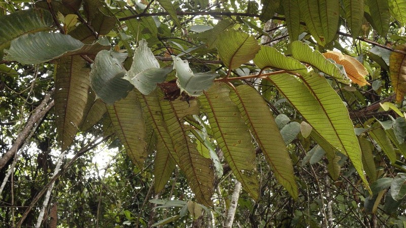 Vismia macrophylla photo 3