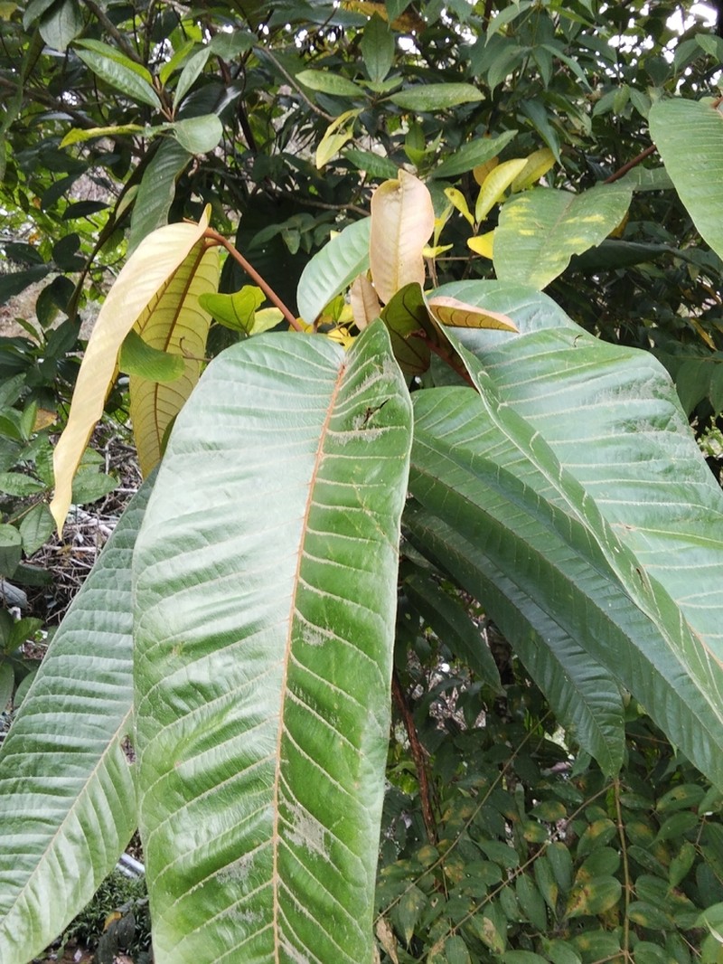 Vismia macrophylla photo 4