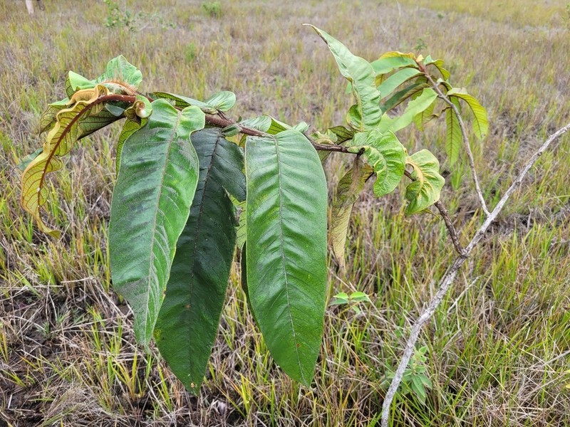 Vismia macrophylla photo 5