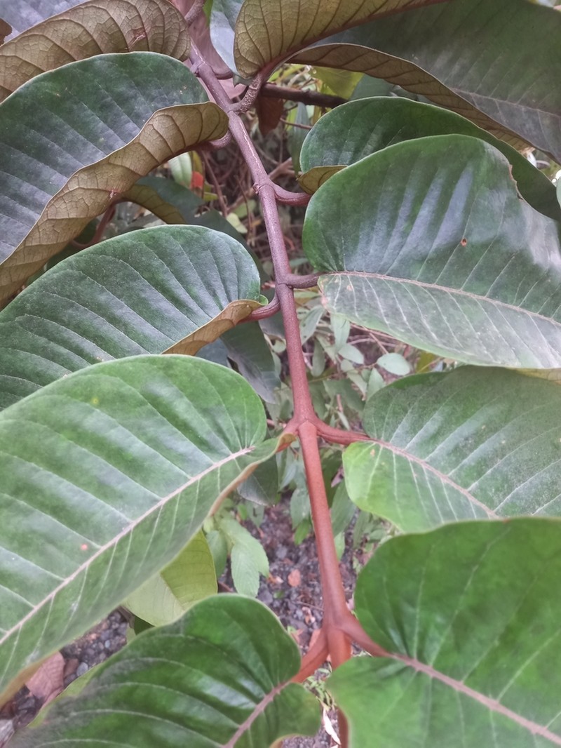 Vismia macrophylla photo 6