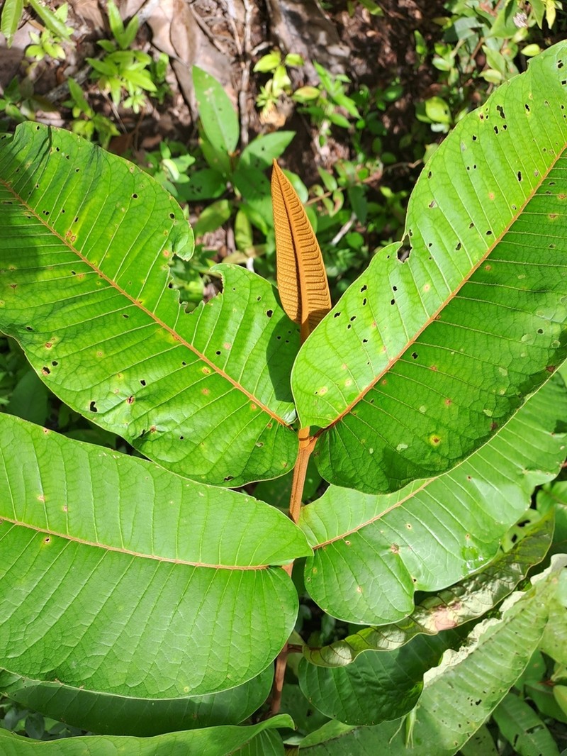 Vismia macrophylla photo 7