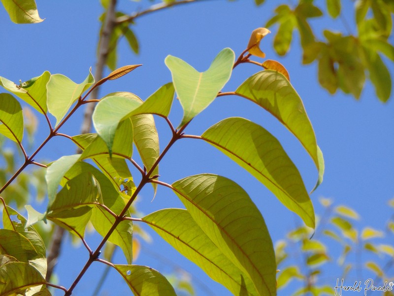 Vismia macrophylla photo 8