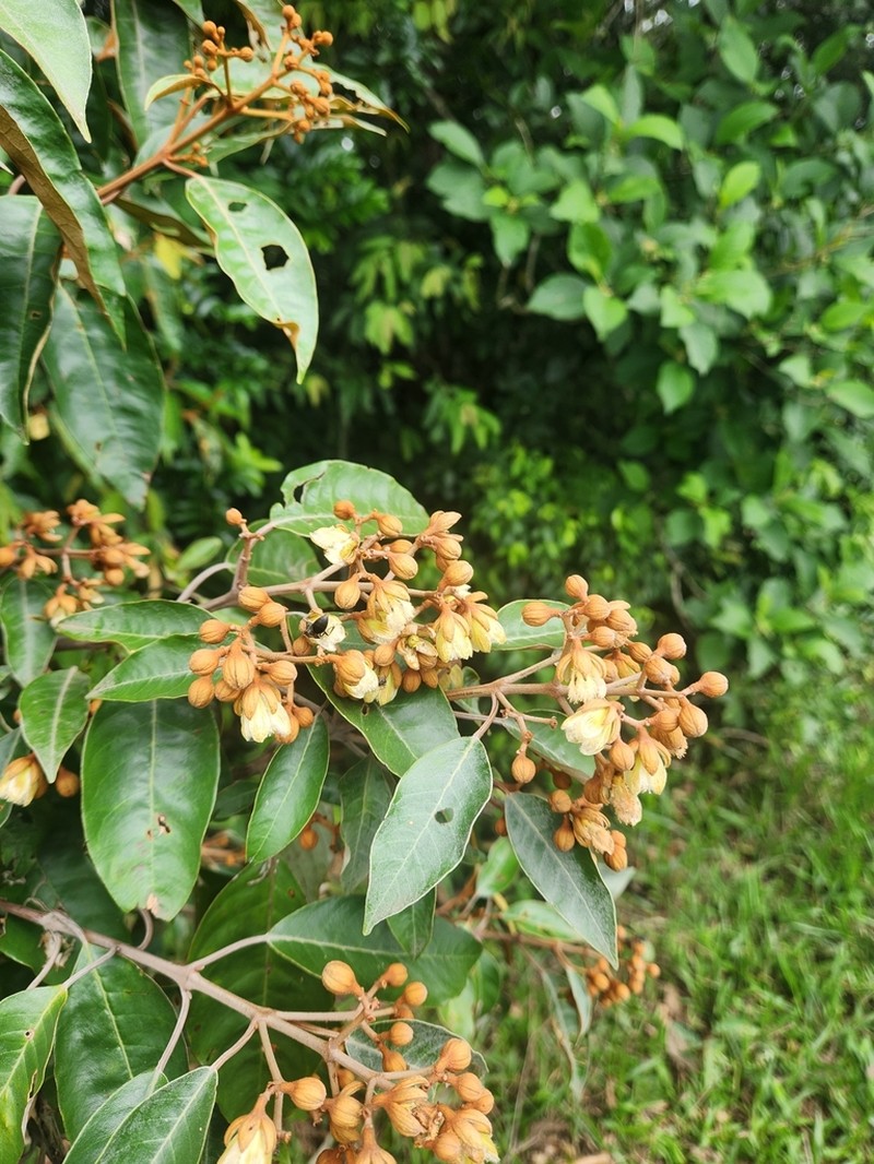 Vismia magnoliifolia