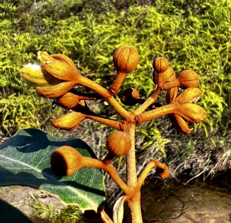 Vismia magnoliifolia photo 2