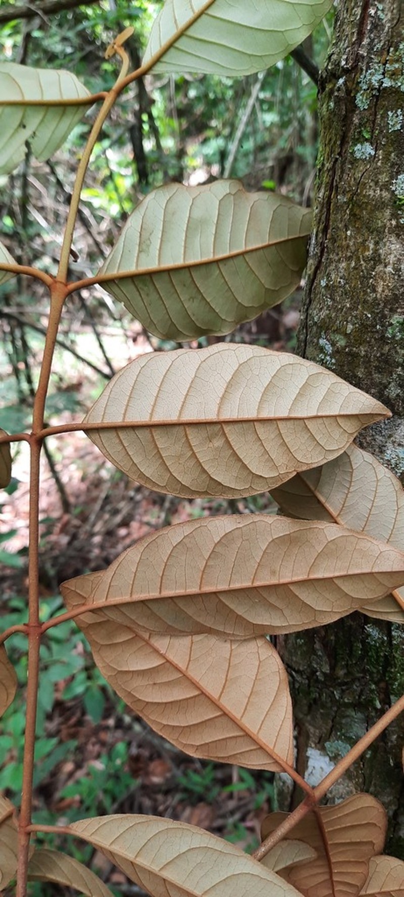 Vismia magnoliifolia photo 3