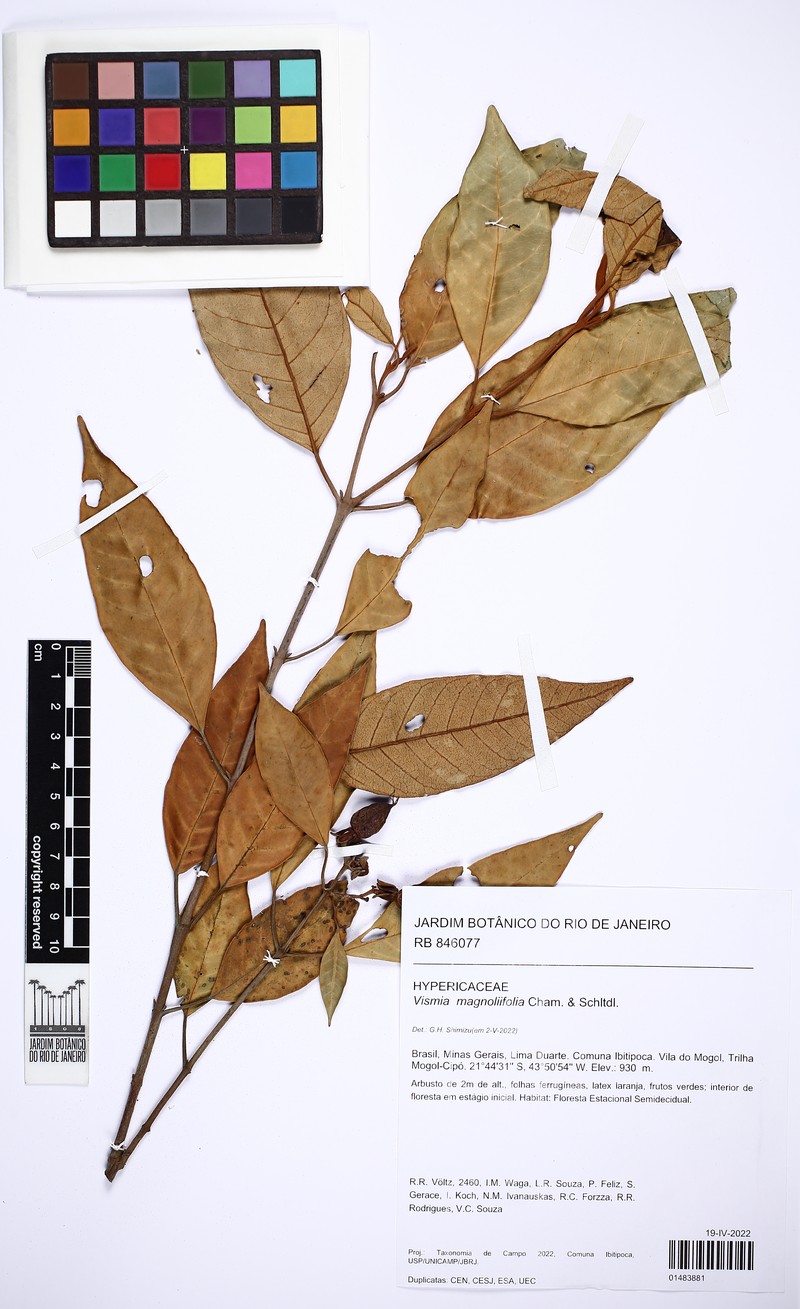 Vismia magnoliifolia photo 4