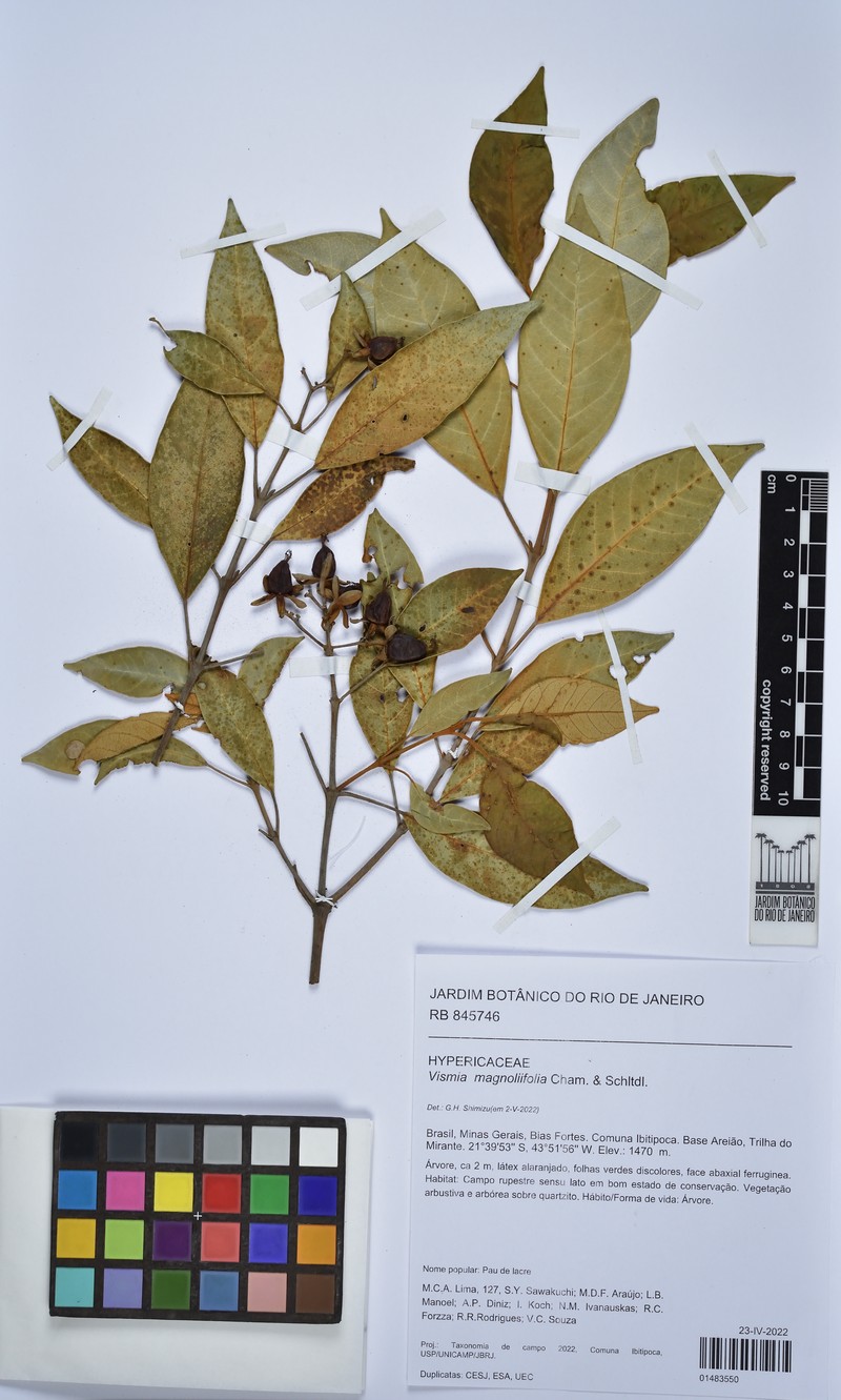 Vismia magnoliifolia photo 5