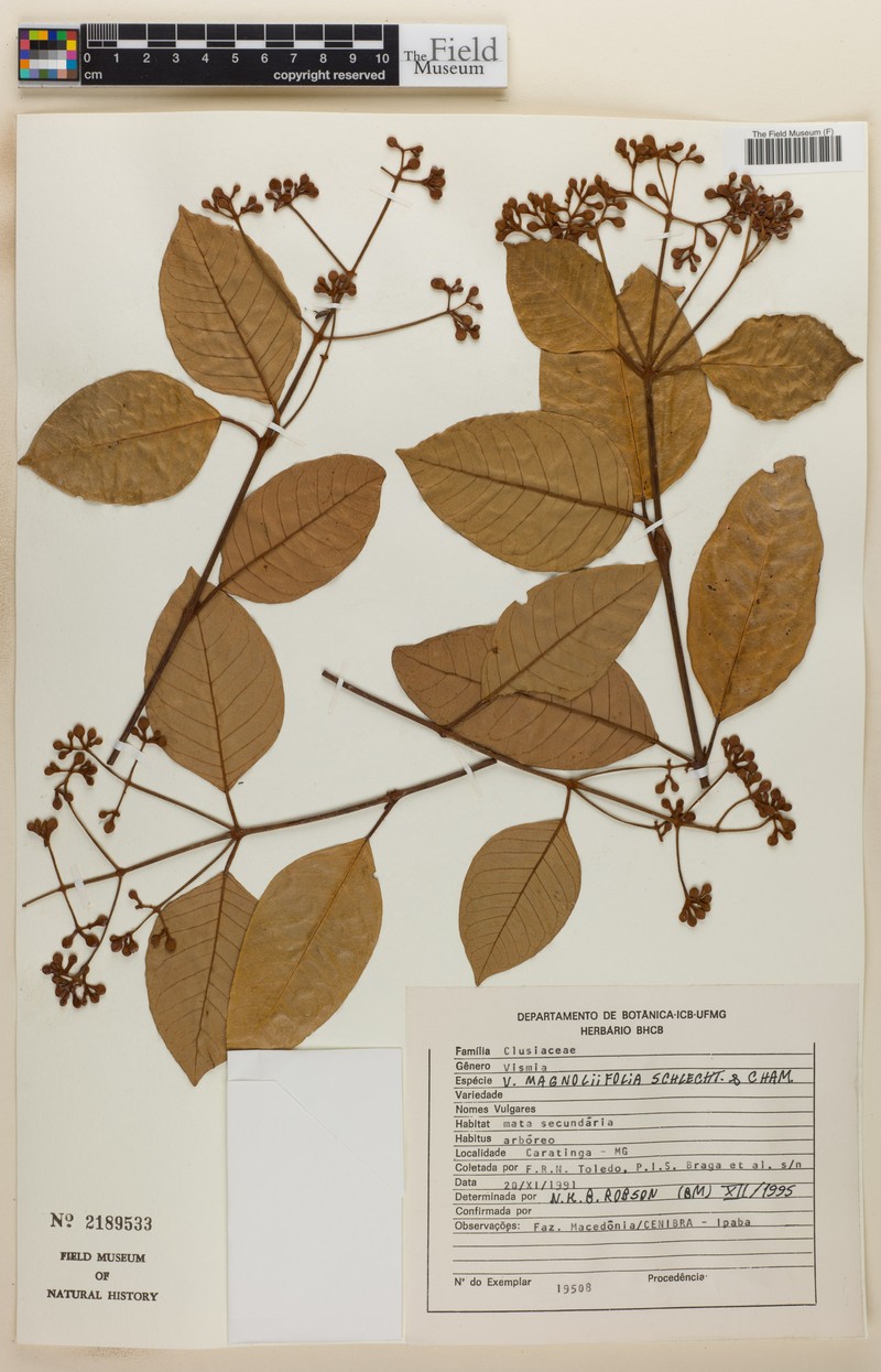 Vismia magnoliifolia photo 6