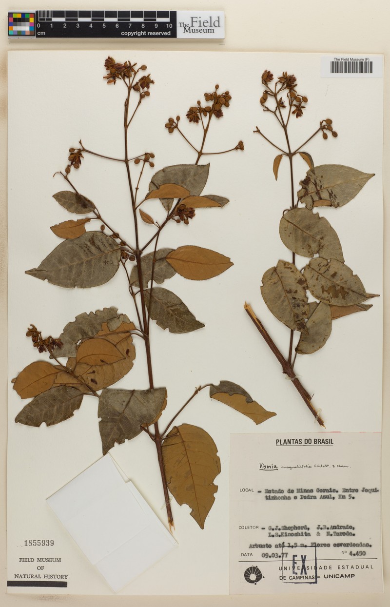 Vismia magnoliifolia photo 7