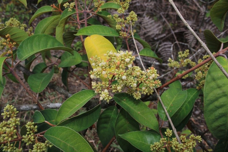 Vismia micrantha