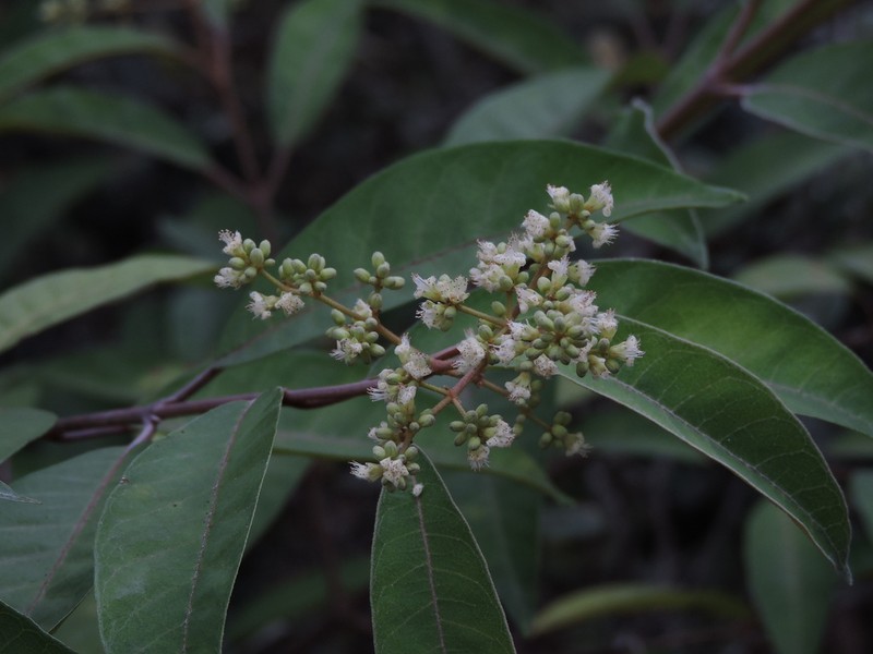 Vismia micrantha photo 2