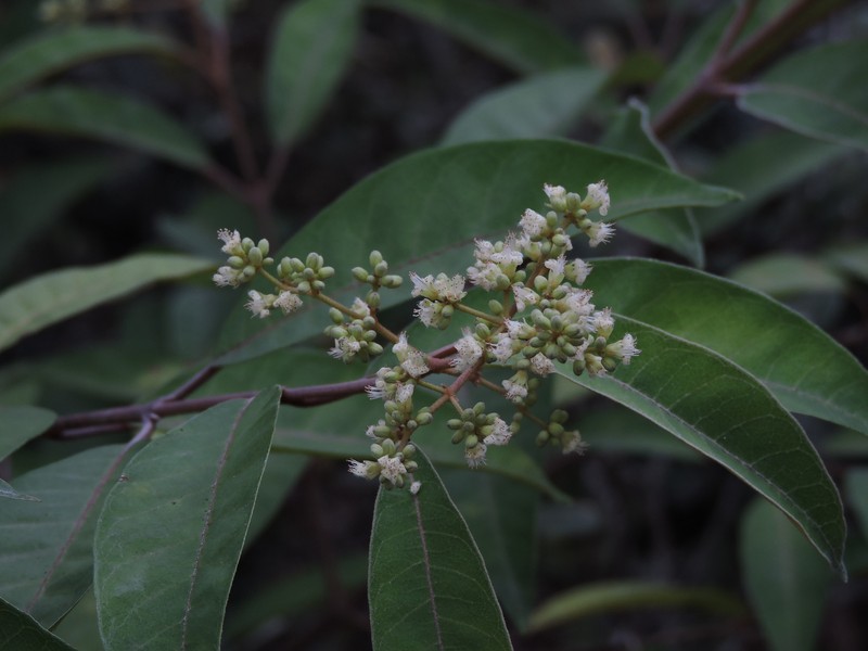 Vismia micrantha photo 3