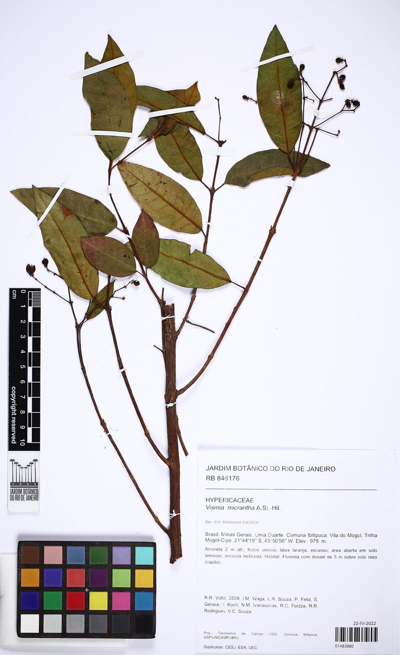Vismia micrantha photo 4