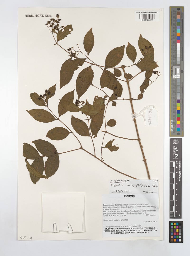 Vismia minutiflora