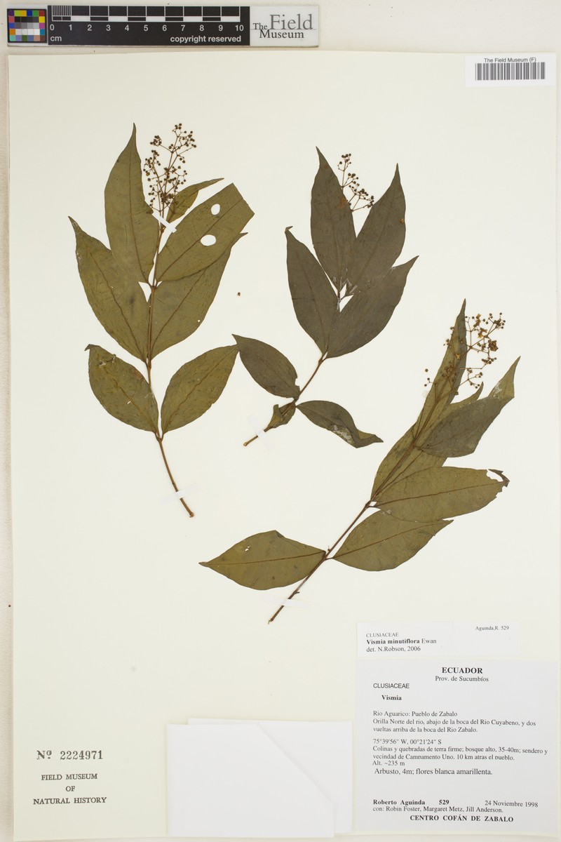 Vismia minutiflora photo 2