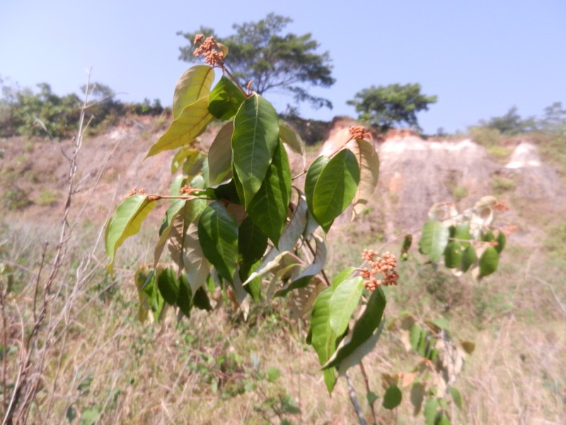 Vismia obtusa