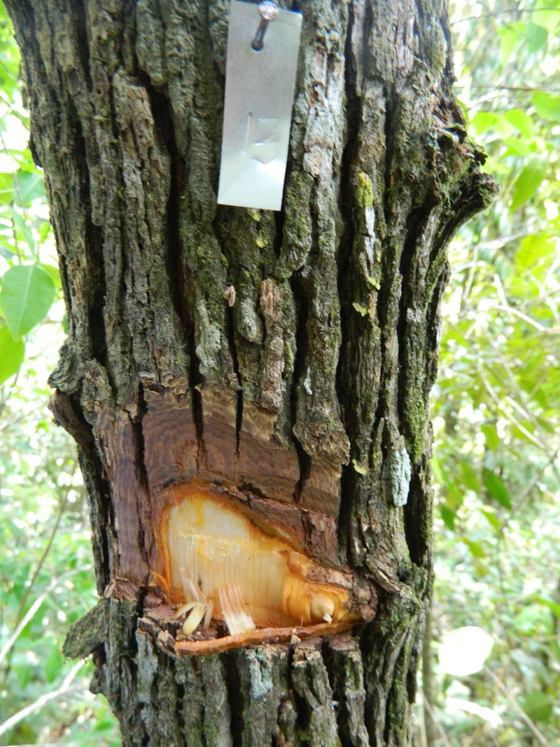 Vismia pentagyna photo 2