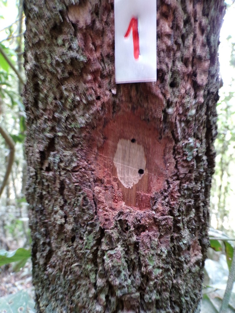 Vismia pentagyna photo 6