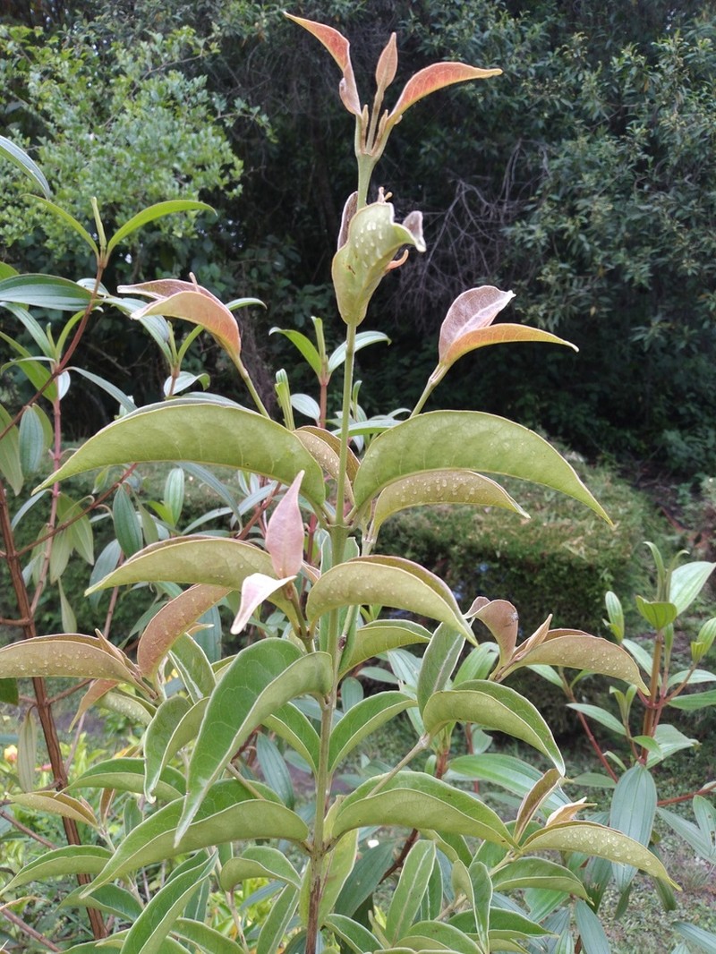 Vismia plicatifolia