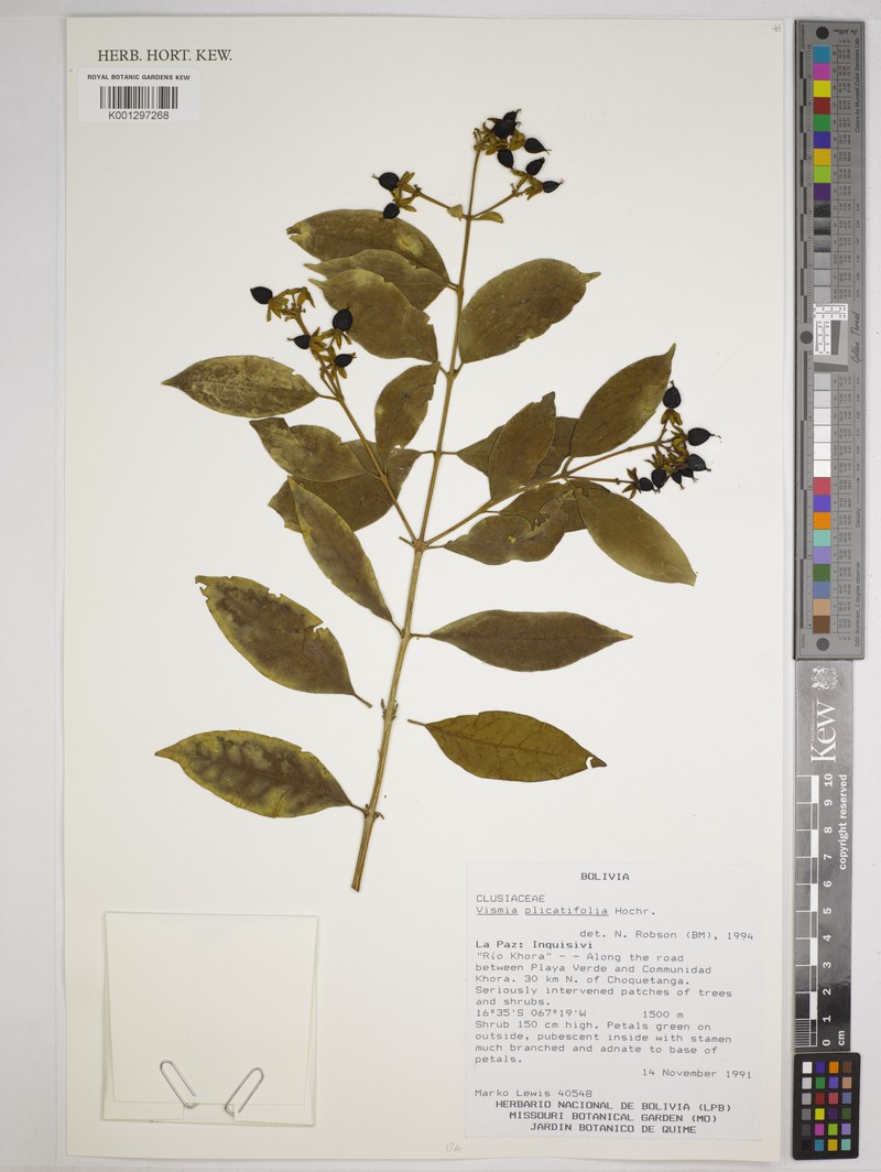 Vismia plicatifolia photo 2