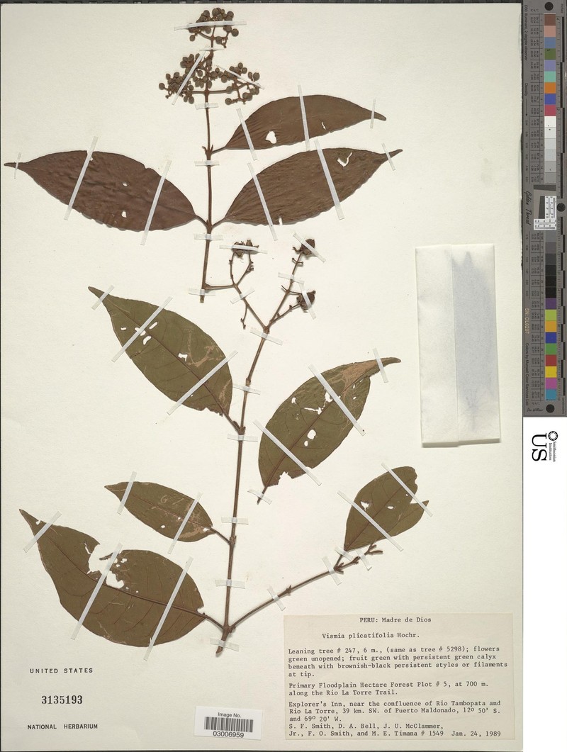 Vismia plicatifolia photo 3