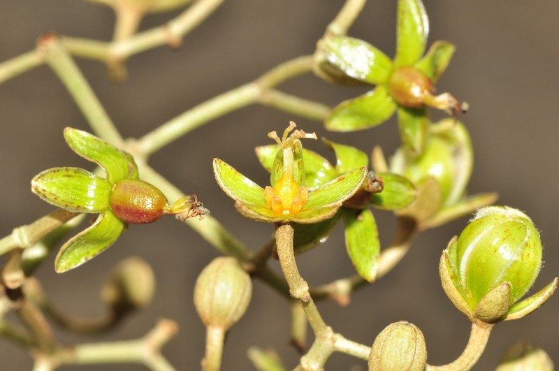 Vismia pozuzoensis