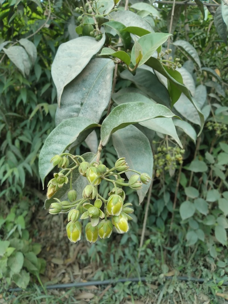 Vismia pozuzoensis photo 2