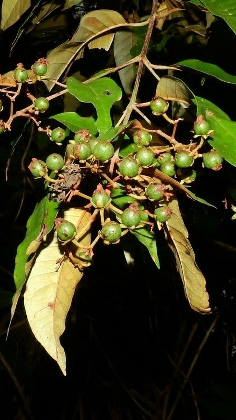 Vismia pozuzoensis photo 3