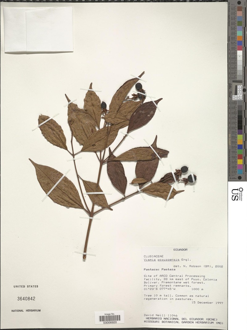 Vismia pozuzoensis photo 4