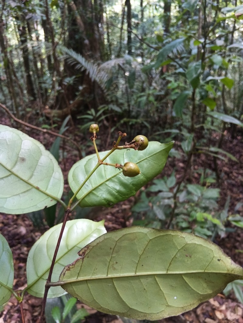 Vismia ramuliflora
