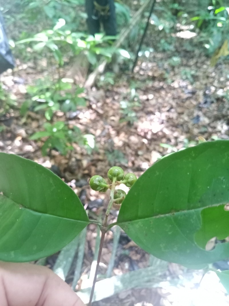 Vismia ramuliflora photo 2