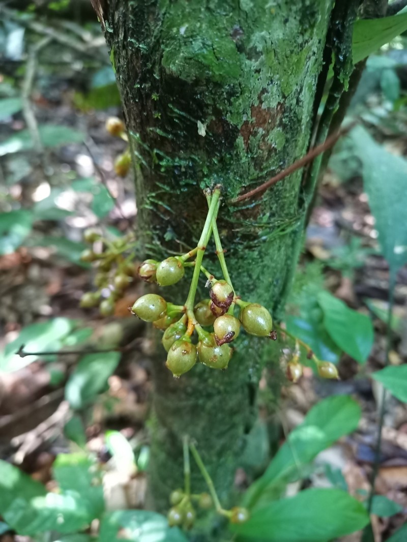 Vismia ramuliflora photo 4