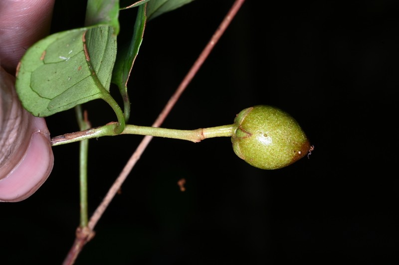 Vismia ramuliflora photo 6