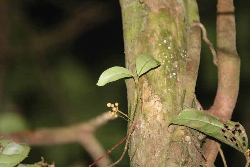 Vismia ramuliflora photo 7