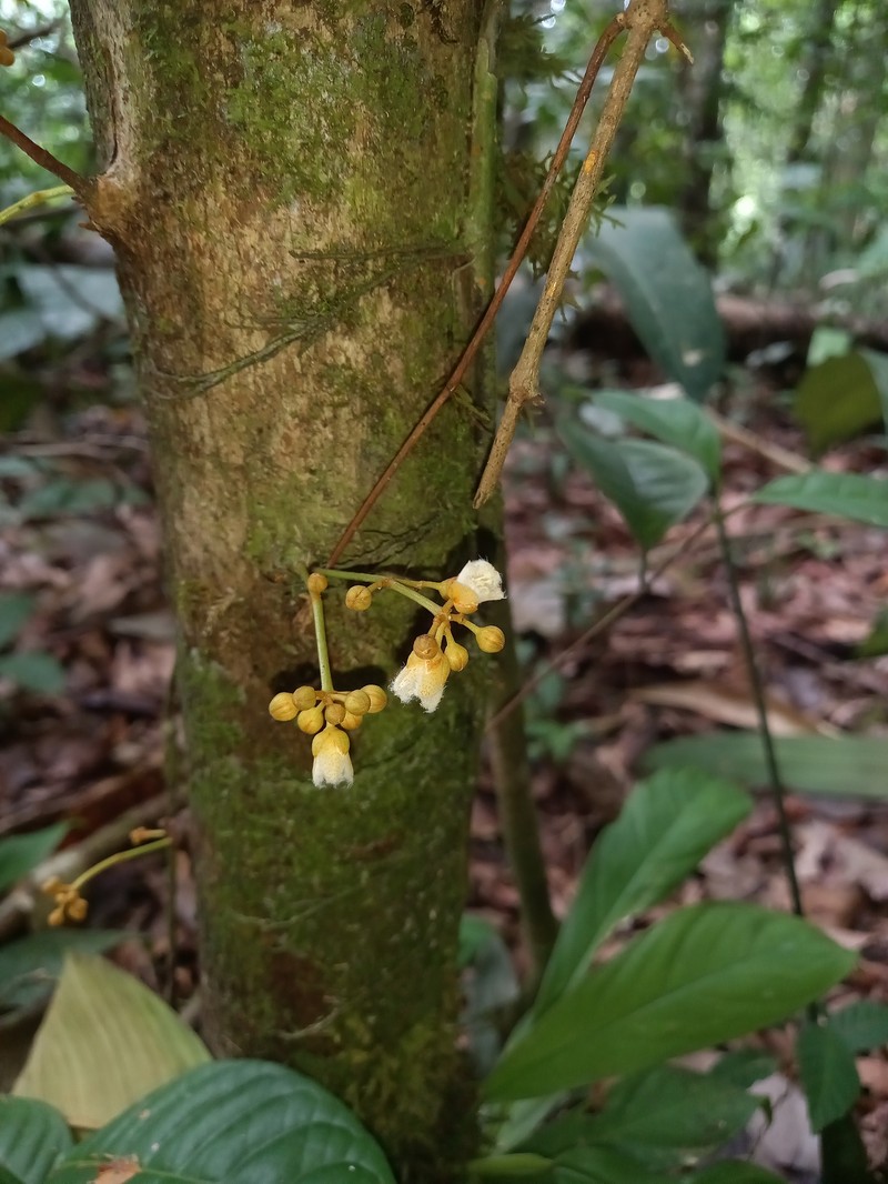 Vismia ramuliflora photo 8
