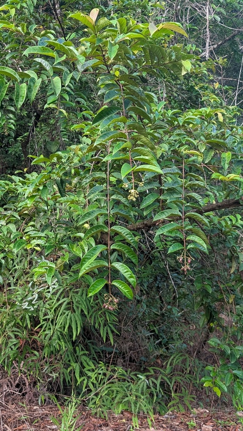 Vismia sessilifolia