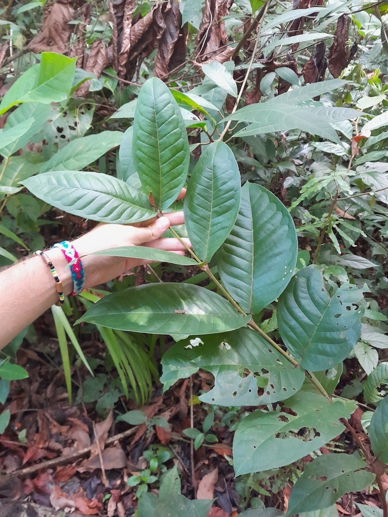 Vismia sessilifolia photo 2