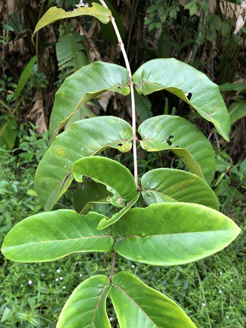 Vismia sessilifolia photo 3