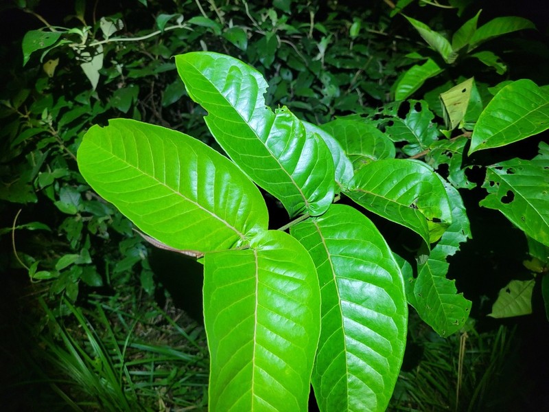 Vismia sessilifolia photo 4