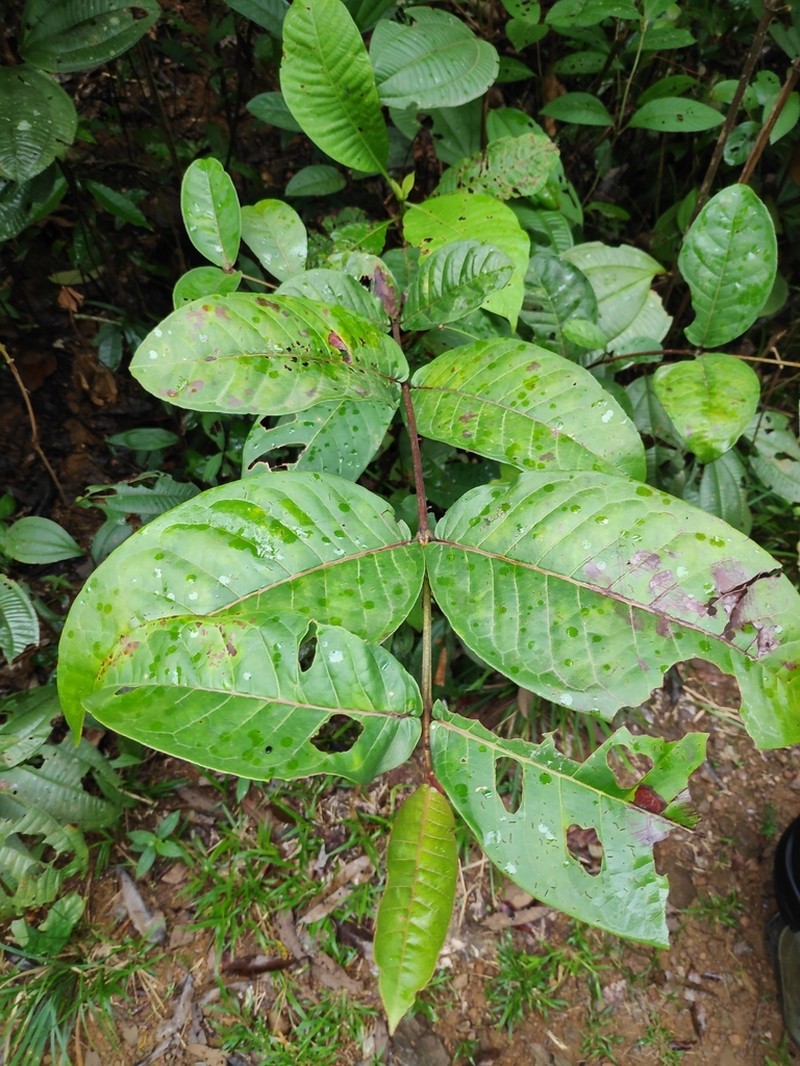 Vismia sessilifolia photo 5