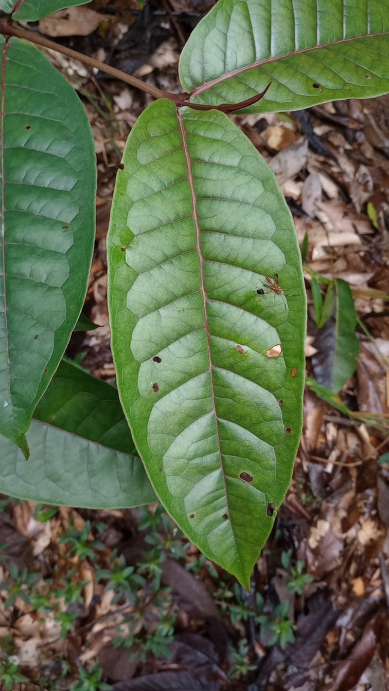 Vismia sessilifolia photo 6
