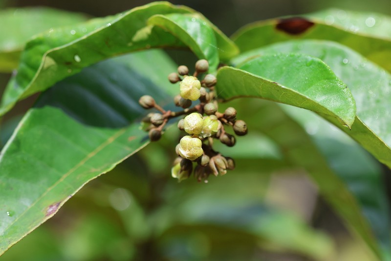 Vismia sessilifolia photo 7