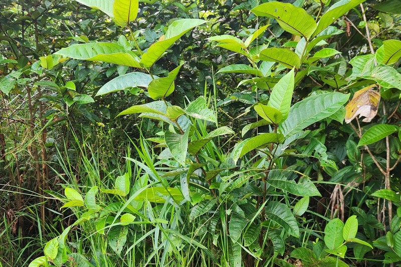 Vismia sessilifolia photo 8