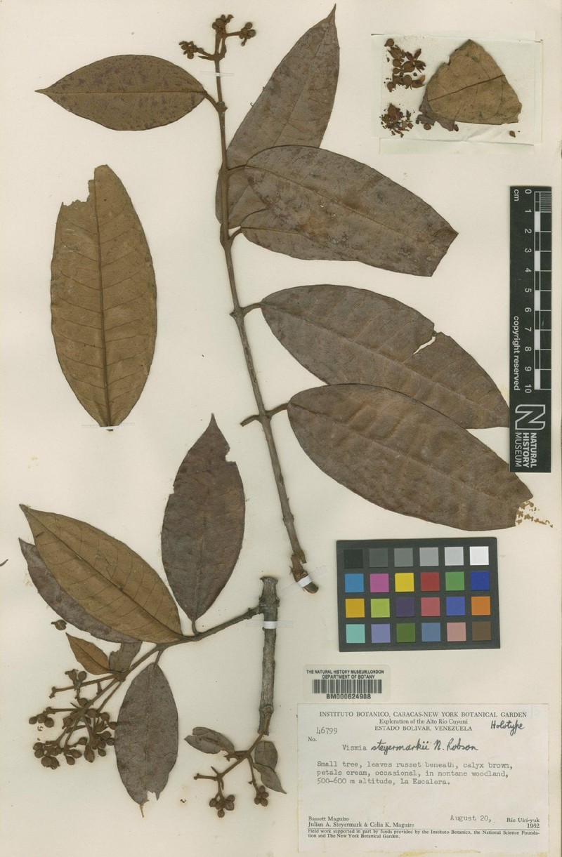 Vismia steyermarkii
