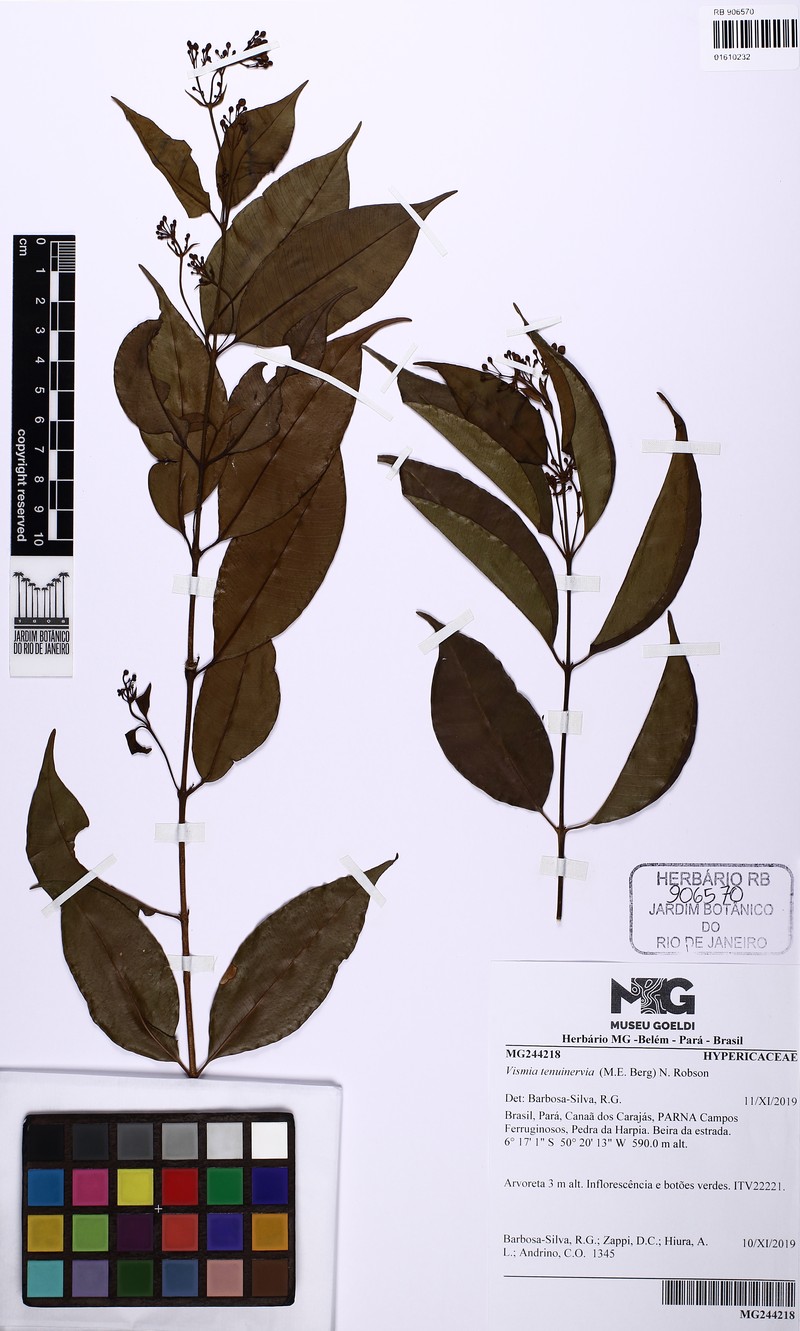Vismia tenuinervia