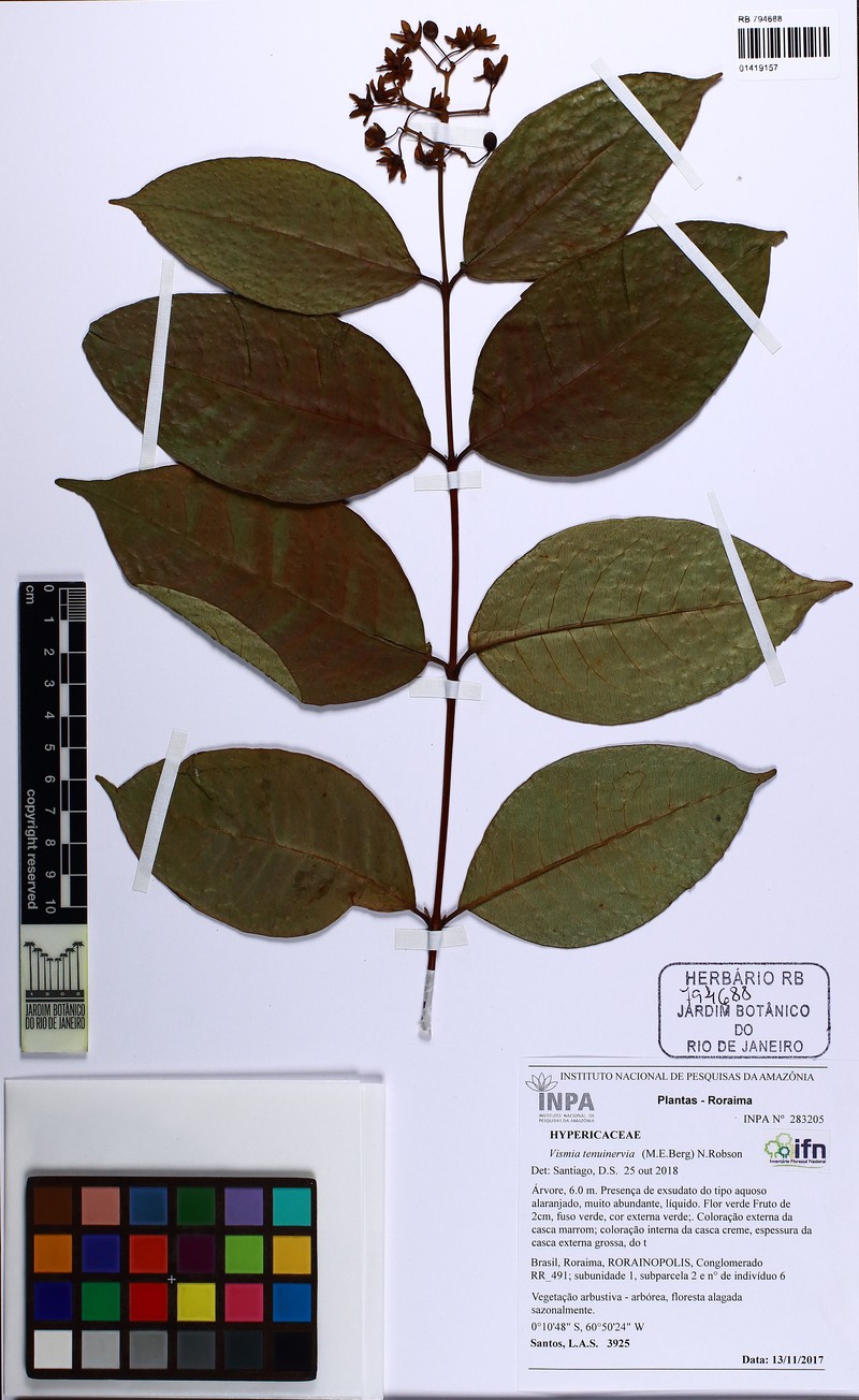 Vismia tenuinervia photo 3